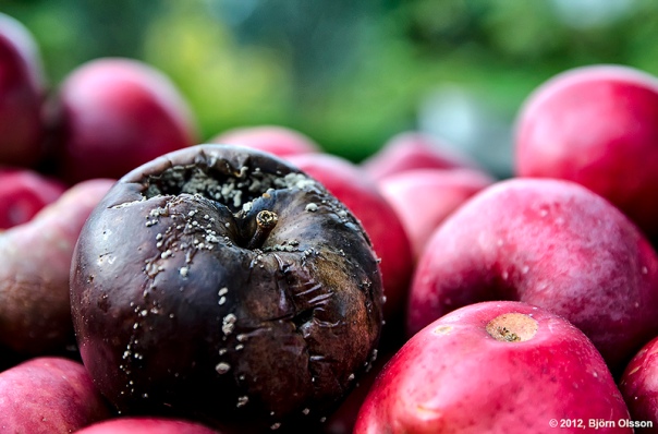 "Una manzana podrida estropea al resto". Imagen: bjornsphoto/ Flickr